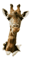 girafea.gif (6801 octets)